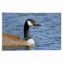 The Canada Goose Swimming On Calm Blue Waters
 Rugs 83380048