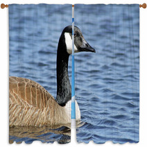 The Canada Goose Swimming On Calm Blue Waters
 Window Curtains 83380048
