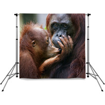 The Cub Of The Orangutan Kisses Mum. Backdrops 60478455