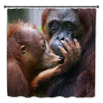 The Cub Of The Orangutan Kisses Mum. Bath Decor 60478455