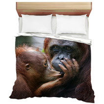 The Cub Of The Orangutan Kisses Mum. Bedding 60478455