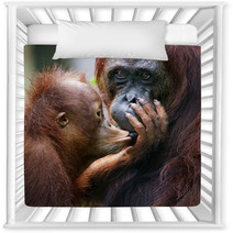 The Cub Of The Orangutan Kisses Mum. Nursery Decor 60478455