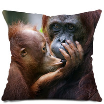 The Cub Of The Orangutan Kisses Mum. Pillows 60478455