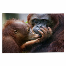 The Cub Of The Orangutan Kisses Mum. Rugs 60478455