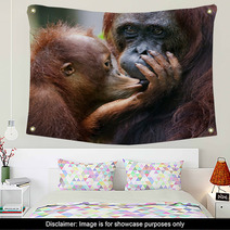 The Cub Of The Orangutan Kisses Mum. Wall Art 60478455
