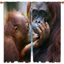 The Cub Of The Orangutan Kisses Mum. Window Curtains 60478455