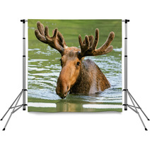 The Elk In Their Natural Habitat Backdrops 58608544