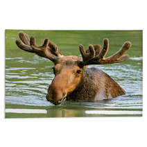 The Elk In Their Natural Habitat Rugs 58608544