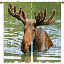 The Elk In Their Natural Habitat Window Curtains 58608544