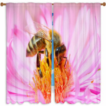 The European Honey Bee Pollinating Of The Aster. Window Curtains 70670515