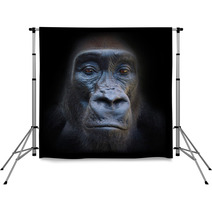 The Evil Eyes In The Night The Gorilla Portrait Backdrops 54900385