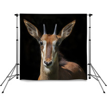 The Face Portrait Of A Young Sable Antelope Female, Isolated On Black Background. Wild Beauty Of An African Girl. Hippotragus Niger. Backdrops 99084458