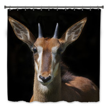 The Face Portrait Of A Young Sable Antelope Female, Isolated On Black Background. Wild Beauty Of An African Girl. Hippotragus Niger. Bath Decor 99084458