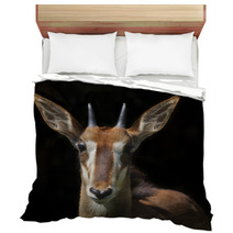 The Face Portrait Of A Young Sable Antelope Female, Isolated On Black Background. Wild Beauty Of An African Girl. Hippotragus Niger. Bedding 99084458