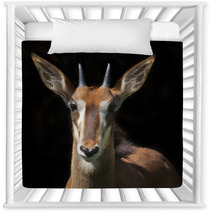 The Face Portrait Of A Young Sable Antelope Female, Isolated On Black Background. Wild Beauty Of An African Girl. Hippotragus Niger. Nursery Decor 99084458