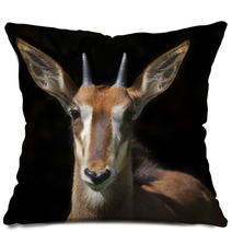 The Face Portrait Of A Young Sable Antelope Female, Isolated On Black Background. Wild Beauty Of An African Girl. Hippotragus Niger. Pillows 99084458