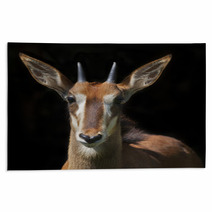 The Face Portrait Of A Young Sable Antelope Female, Isolated On Black Background. Wild Beauty Of An African Girl. Hippotragus Niger. Rugs 99084458