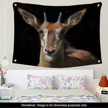 The Face Portrait Of A Young Sable Antelope Female, Isolated On Black Background. Wild Beauty Of An African Girl. Hippotragus Niger. Wall Art 99084458