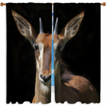 The Face Portrait Of A Young Sable Antelope Female, Isolated On Black Background. Wild Beauty Of An African Girl. Hippotragus Niger. Window Curtains 99084458