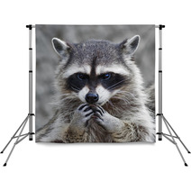 The Head And Hands Of A Cute And Cuddly Raccoon, That Can Be Very Dangerous Beast. Side Face Portrait Of The Excellent Representative Of The Wildlife. Human Like Expression On The Animal Face.. Backdrops 99130742