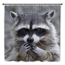The Head And Hands Of A Cute And Cuddly Raccoon, That Can Be Very Dangerous Beast. Side Face Portrait Of The Excellent Representative Of The Wildlife. Human Like Expression On The Animal Face.. Bath Decor 99130742