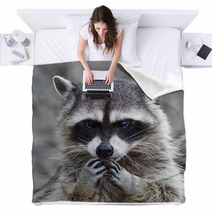 The Head And Hands Of A Cute And Cuddly Raccoon, That Can Be Very Dangerous Beast. Side Face Portrait Of The Excellent Representative Of The Wildlife. Human Like Expression On The Animal Face.. Blankets 99130742