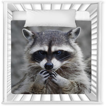 The Head And Hands Of A Cute And Cuddly Raccoon, That Can Be Very Dangerous Beast. Side Face Portrait Of The Excellent Representative Of The Wildlife. Human Like Expression On The Animal Face.. Nursery Decor 99130742
