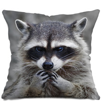The Head And Hands Of A Cute And Cuddly Raccoon, That Can Be Very Dangerous Beast. Side Face Portrait Of The Excellent Representative Of The Wildlife. Human Like Expression On The Animal Face.. Pillows 99130742