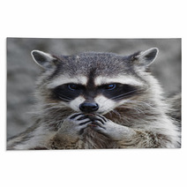 The Head And Hands Of A Cute And Cuddly Raccoon, That Can Be Very Dangerous Beast. Side Face Portrait Of The Excellent Representative Of The Wildlife. Human Like Expression On The Animal Face.. Rugs 99130742