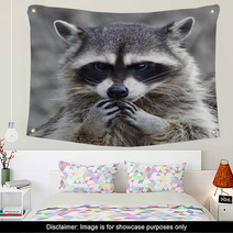 The Head And Hands Of A Cute And Cuddly Raccoon, That Can Be Very Dangerous Beast. Side Face Portrait Of The Excellent Representative Of The Wildlife. Human Like Expression On The Animal Face.. Wall Art 99130742