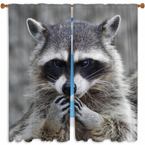 The Head And Hands Of A Cute And Cuddly Raccoon, That Can Be Very Dangerous Beast. Side Face Portrait Of The Excellent Representative Of The Wildlife. Human Like Expression On The Animal Face.. Window Curtains 99130742