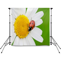 The Ladybird Creeps On A Camomile Flower Backdrops 53069423