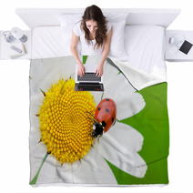 The Ladybird Creeps On A Camomile Flower Blankets 53069423