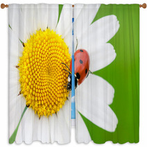 The Ladybird Creeps On A Camomile Flower Window Curtains 53069423