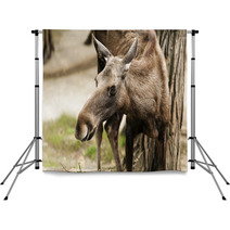 The Moose (North America) Or Eurasian Elk (Europe) Backdrops 55558745