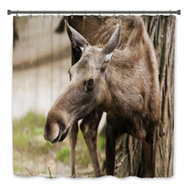 The Moose (North America) Or Eurasian Elk (Europe) Bath Decor 55558745