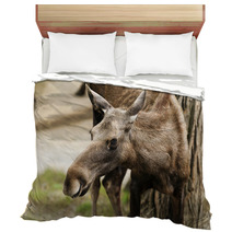 The Moose (North America) Or Eurasian Elk (Europe) Bedding 55558745