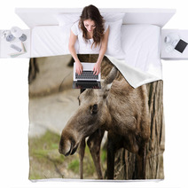 The Moose (North America) Or Eurasian Elk (Europe) Blankets 55558745