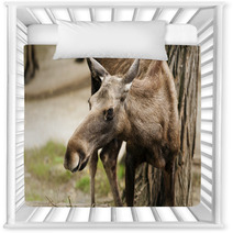 The Moose (North America) Or Eurasian Elk (Europe) Nursery Decor 55558745