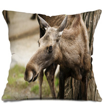 The Moose (North America) Or Eurasian Elk (Europe) Pillows 55558745