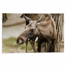The Moose (North America) Or Eurasian Elk (Europe) Rugs 55558745