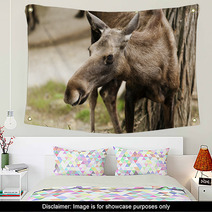 The Moose (North America) Or Eurasian Elk (Europe) Wall Art 55558745