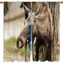 The Moose (North America) Or Eurasian Elk (Europe) Window Curtains 55558745