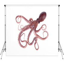 The Octopus Backdrops 95681908