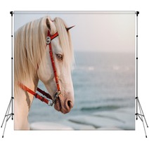 The White Horse Cosplay To Unicorn With Small Horn On The Head With Sea In Sunset As A Background Real Unicorn Head Shot Of Horse Backdrops 250105688