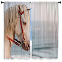 The White Horse Cosplay To Unicorn With Small Horn On The Head With Sea In Sunset As A Background Real Unicorn Head Shot Of Horse Window Curtains 250105688
