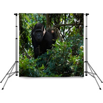 The Young Male Lowland Gorilla Backdrops 25662166