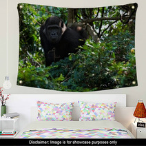 The Young Male Lowland Gorilla Wall Art 25662166