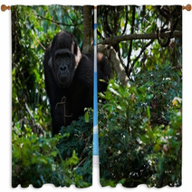 The Young Male Lowland Gorilla Window Curtains 25662166