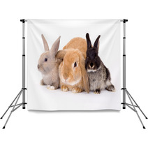 Three Bunny On A White Background Backdrops 4750474